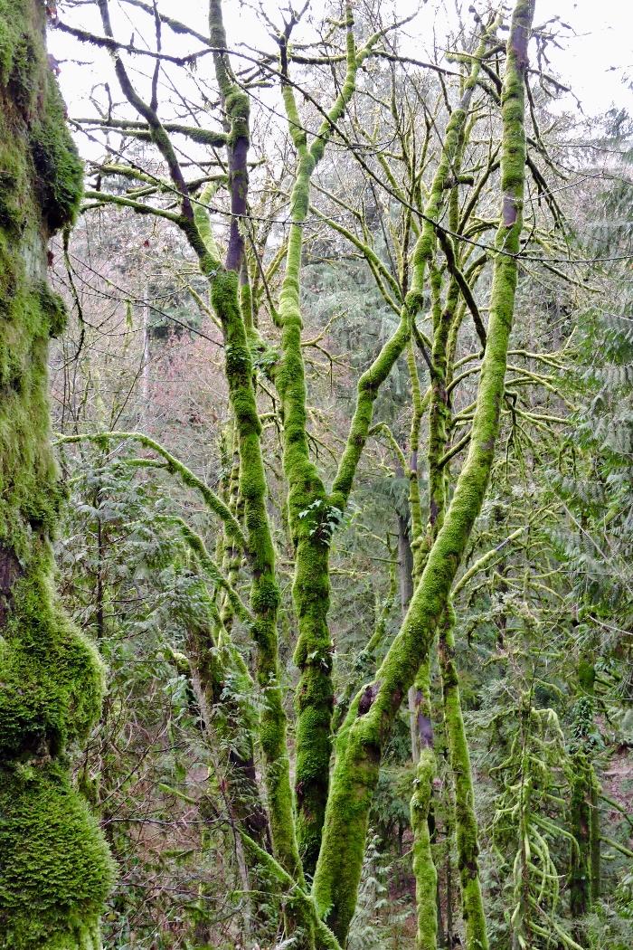Moss Covered Trees along the Columbia River Highway