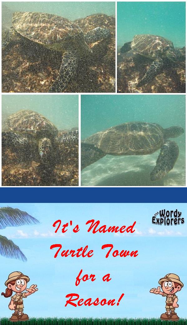It's Named Turtle Town for a Reason!
