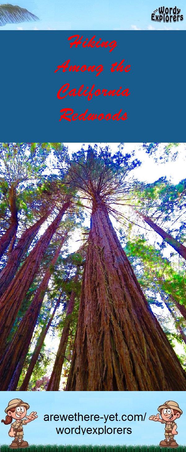 Hiking Among the California Redwoods