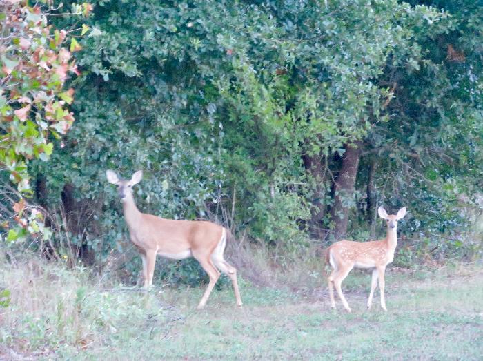 Deer at Purtis Creek State Park