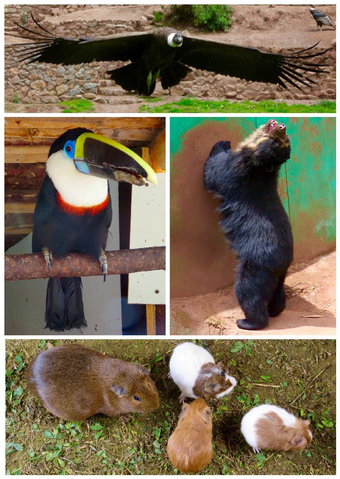 Andean Condor, Toucan, Bear & Guinea Pigs