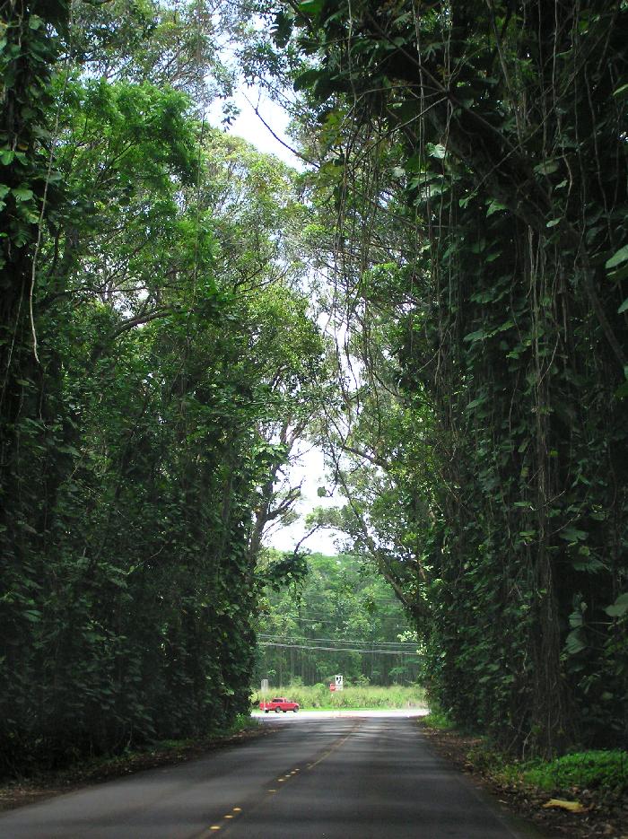 The Tunnel of Trees
