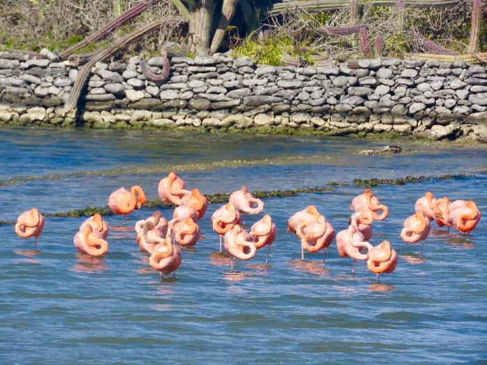 The Flamingos at Sint Willibrordus