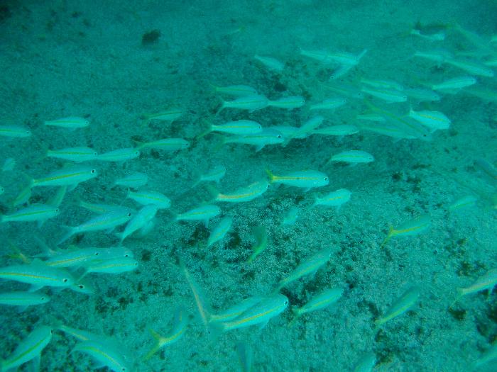 Schools is in Session for the Yellow Striped Goatfish