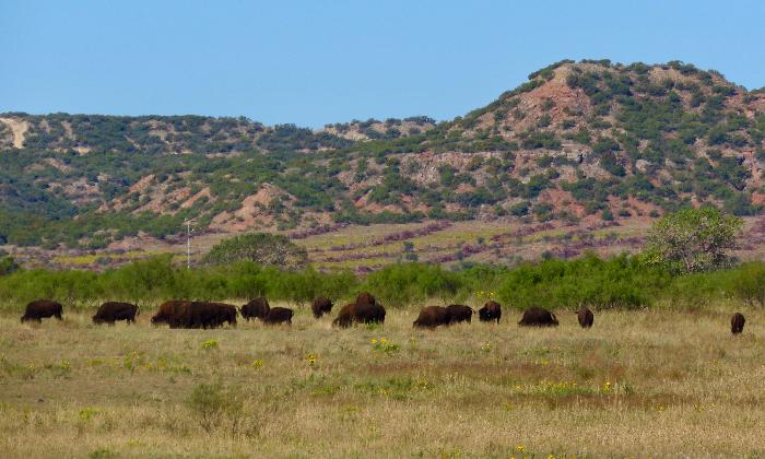 Official Texas State Bison Heard Roaming the Mixed Grass Prairie