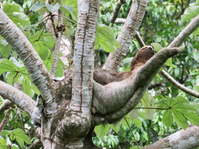 Sloth, Hidden in the Tree