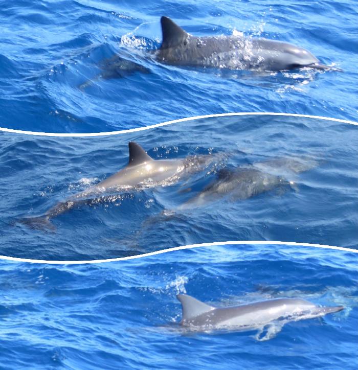 Special Performance by the Hawaiian Spinner Dolphins
