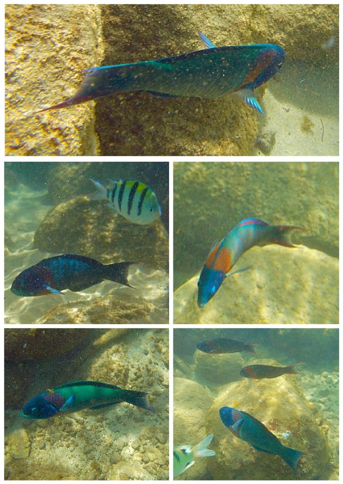 Fish of a Variety of Colors