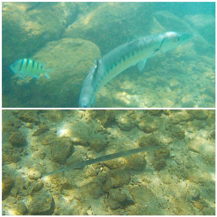 Great Barracuda (top) and Needlefish