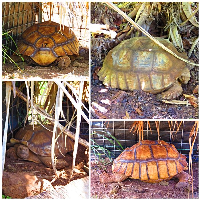 The Tortoise Project