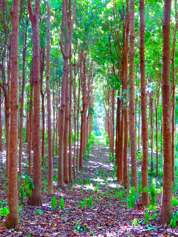 Honduras Mahogany Tree Plantation