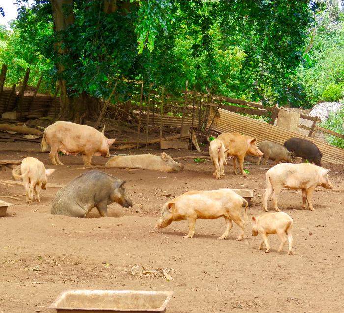 Problematic Feral Pigs