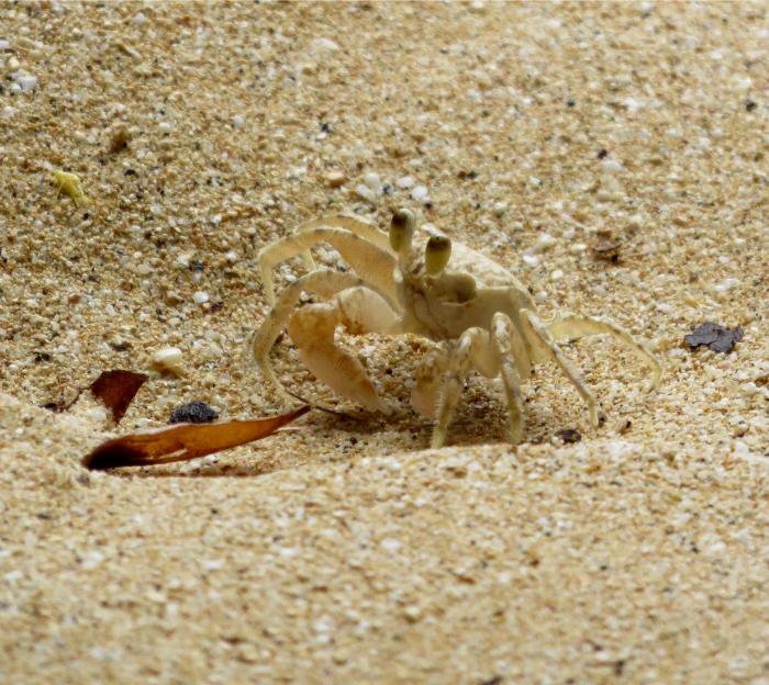 Hermit Crab at Secret Cove
