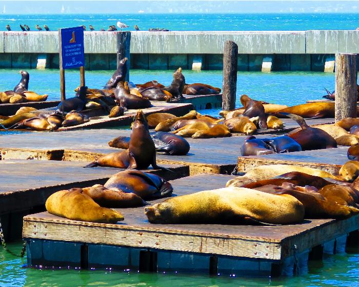 "Music" of the Sea Lions at Pier 39