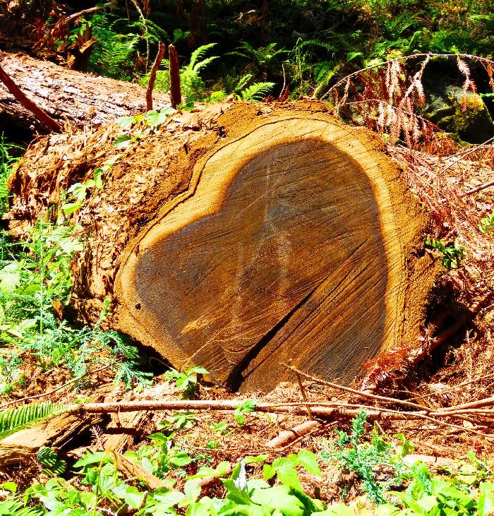 A Heart Shaped Tree!