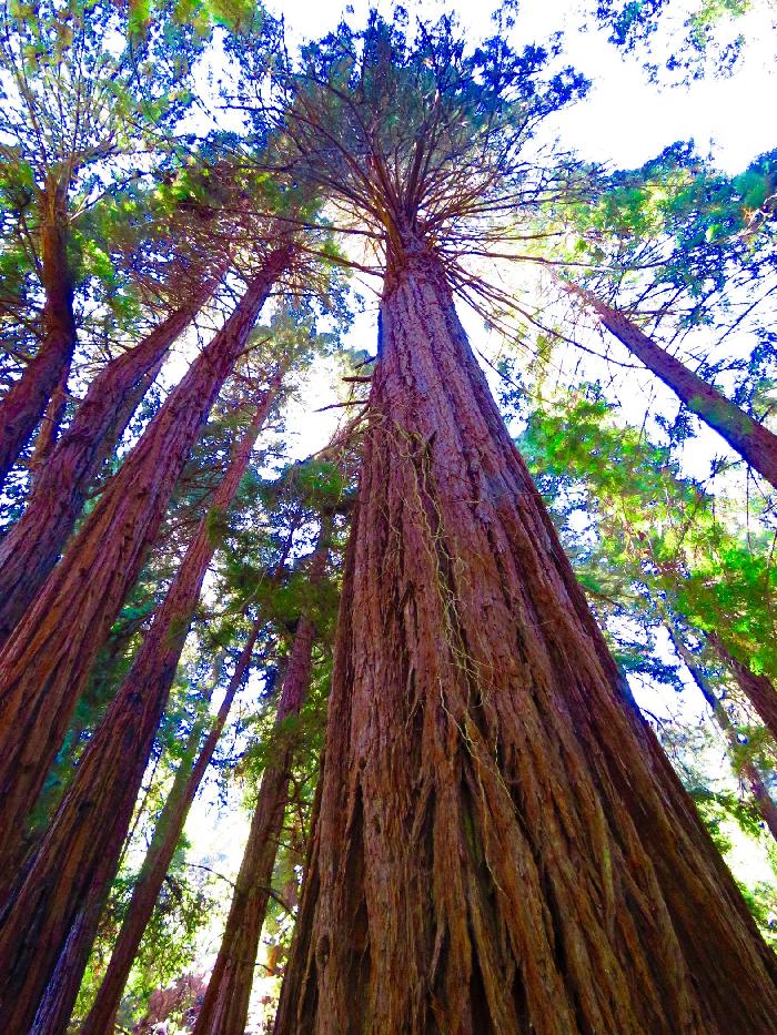 The Amazing Redwood Forest