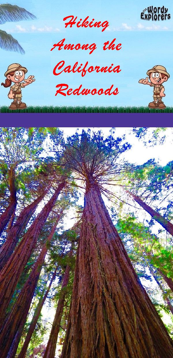 Hiking Among the California Redwoods