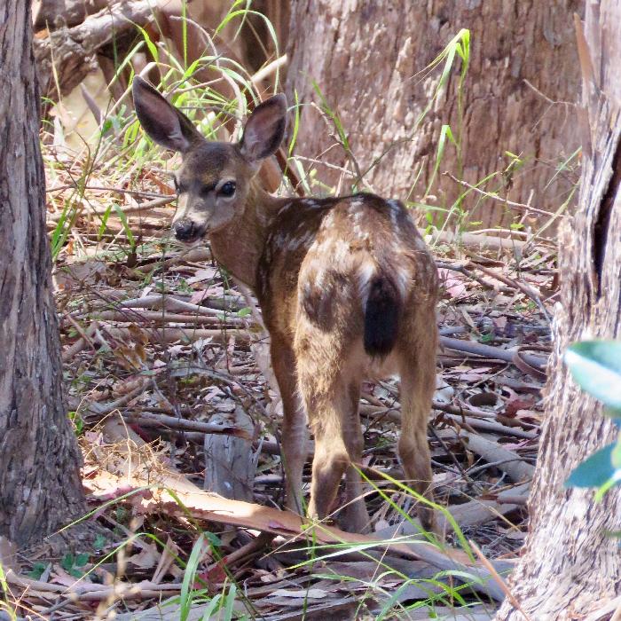 Baby Deer near Camp Reynolds