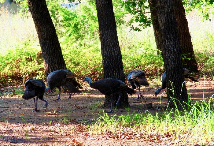 A Whole Family of Turkeys at Doris Campground