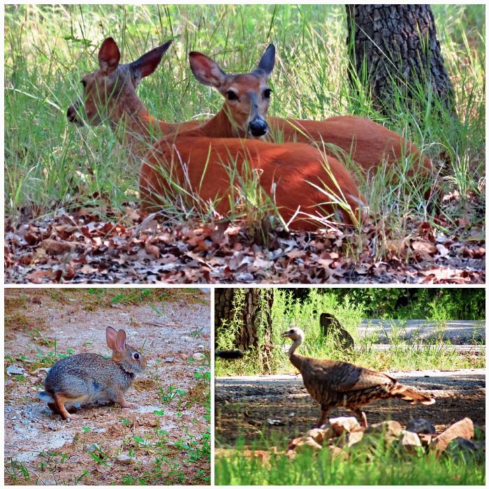Encounters with Wildlife in Doris Campground