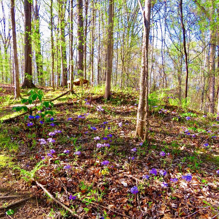 Early Spring Blooms in Meeman-Shelby Forest State Park