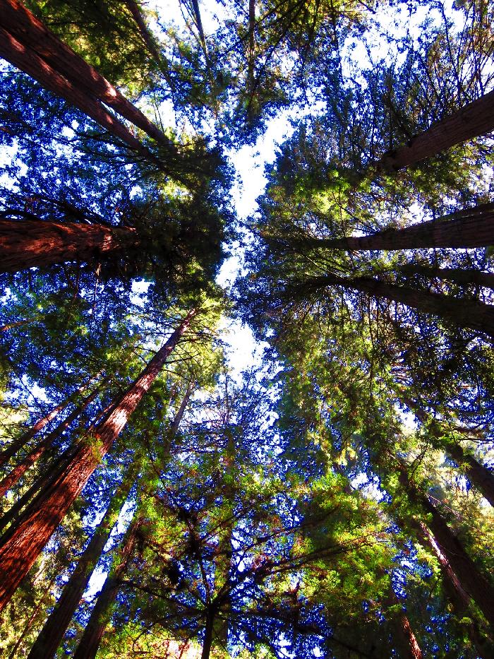 Redwood Canopy in Muir Woods
