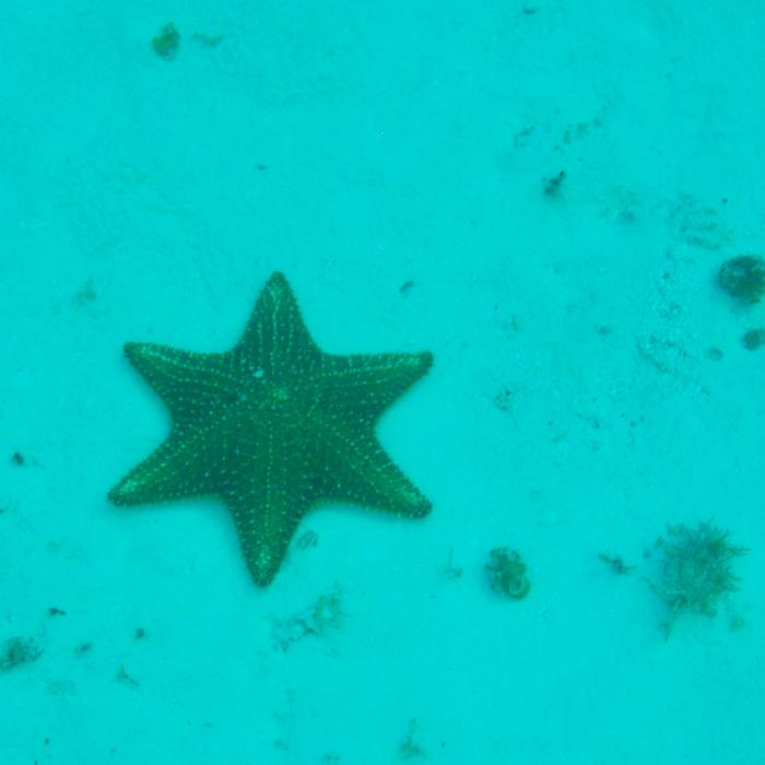 Six Pointed Starfish in Cozumel