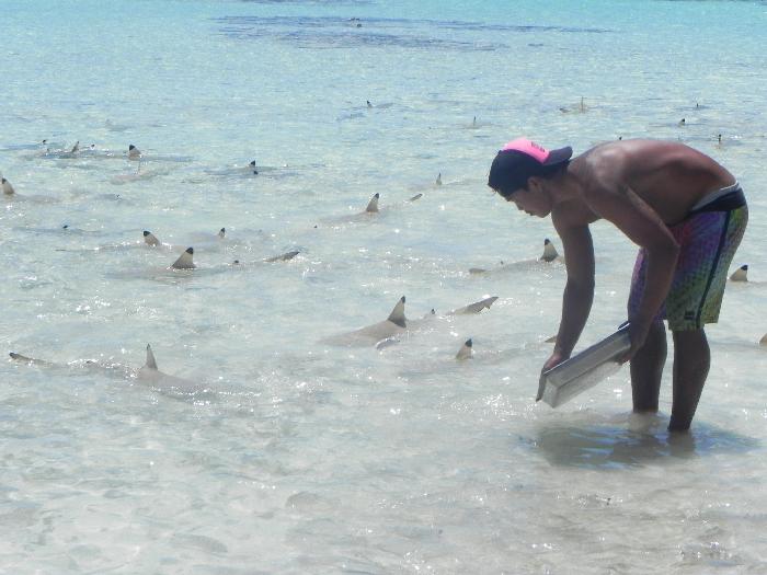 Feeding the Baby Sharks