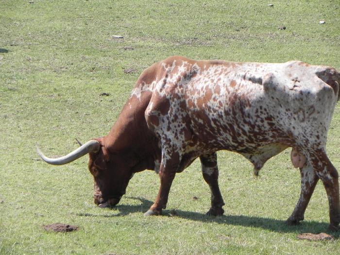 Texas Longhorns on Ranch Grounds