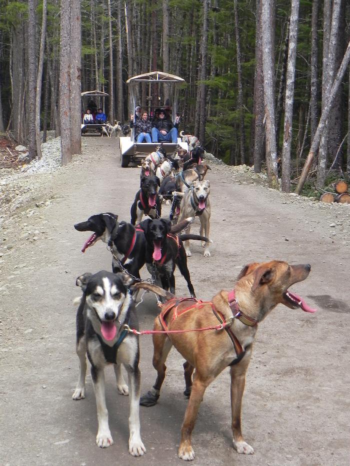Dog Mush Training Camp