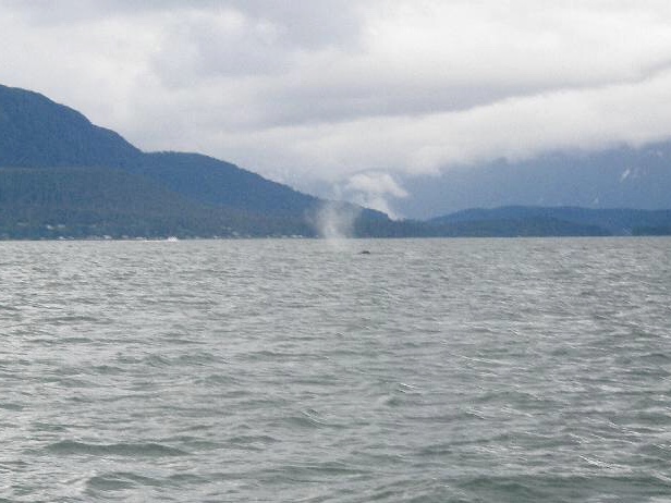 See the Air Coming out of a Whale's Blowhole?