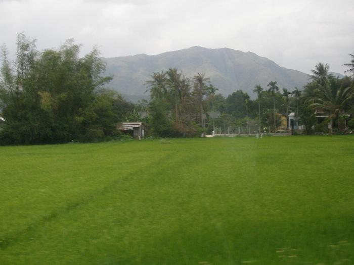 Rice Fields in Nha Trang
