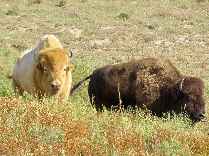 American Bison at Wild West Heritage Buffalo & Longhorn Exhibit