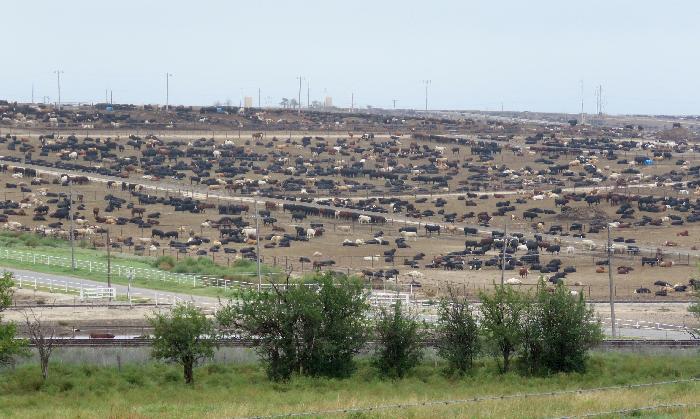 View from Cattle and Feedlot Overlook