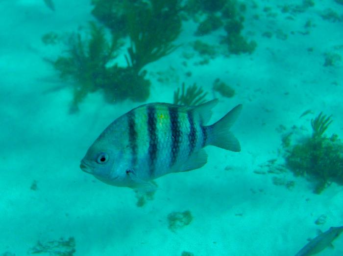Reef Snorkel in Grand Cayman