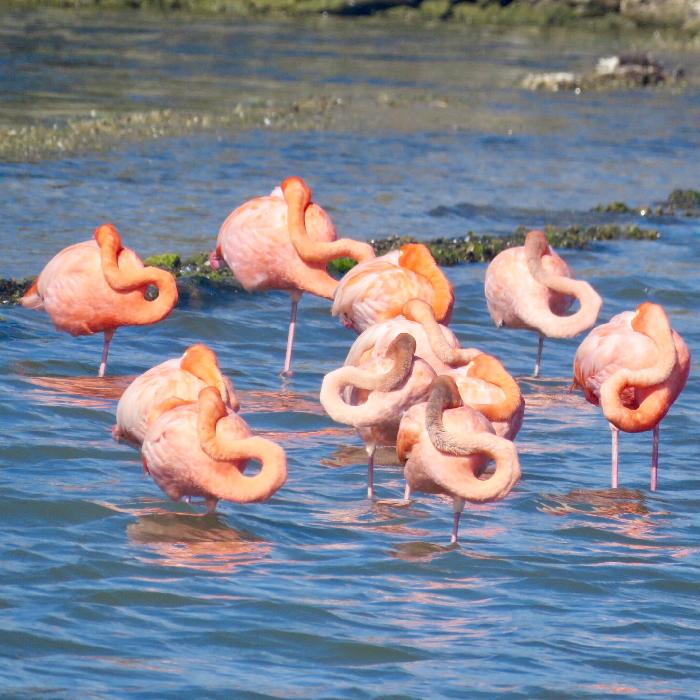 Flamingos in Salt Lake at St. Willibrodus on Curacao