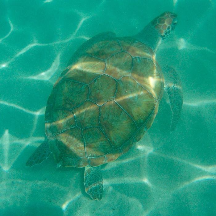 Swimming with Turtles at Fishermen's Wharf in Curacao