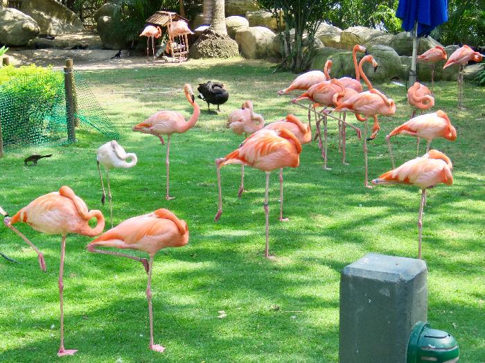 Flamingos Garden at Port of Cartagena