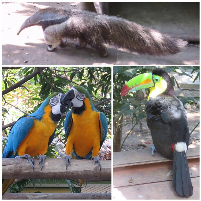 Animal Life at Port Oasis in Cartagena, Colombia