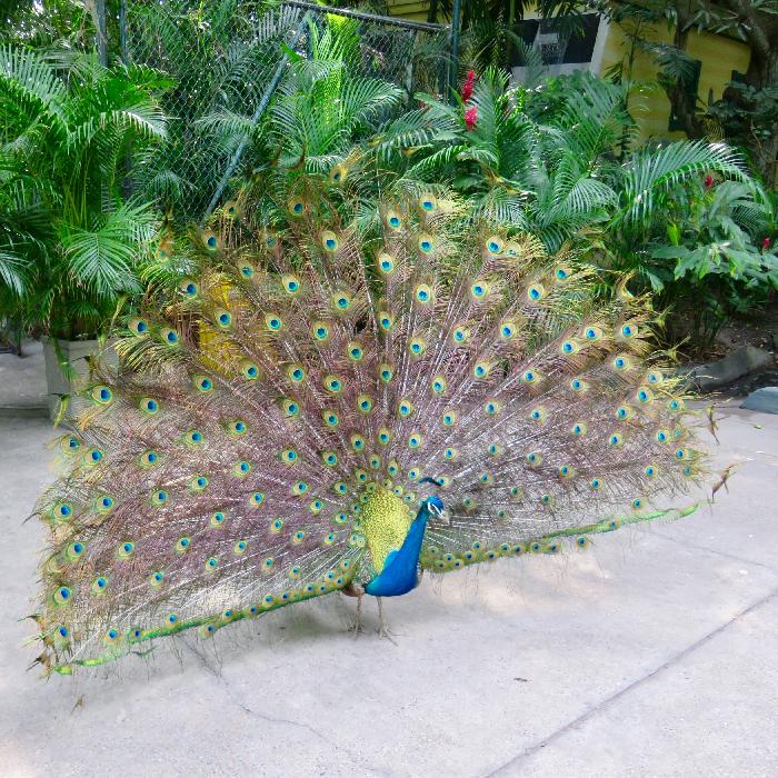 Peacock at Cartagena's Port Oasis