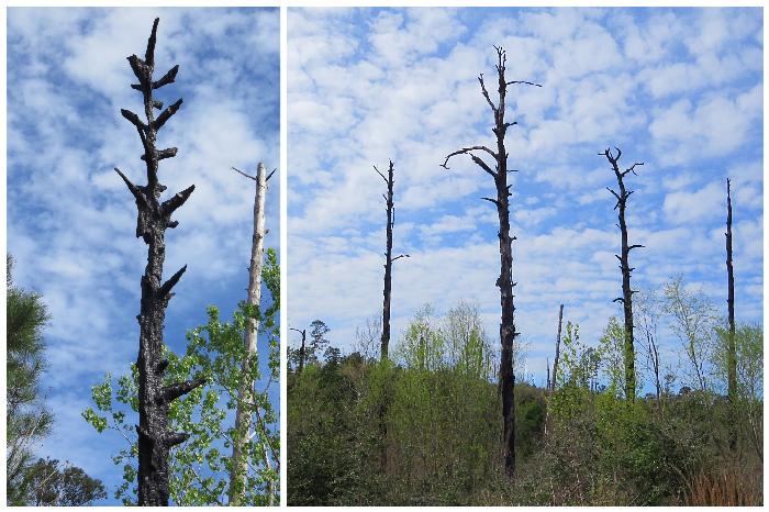 The Rebirth of Loblolly Pines at Bastrop State Park