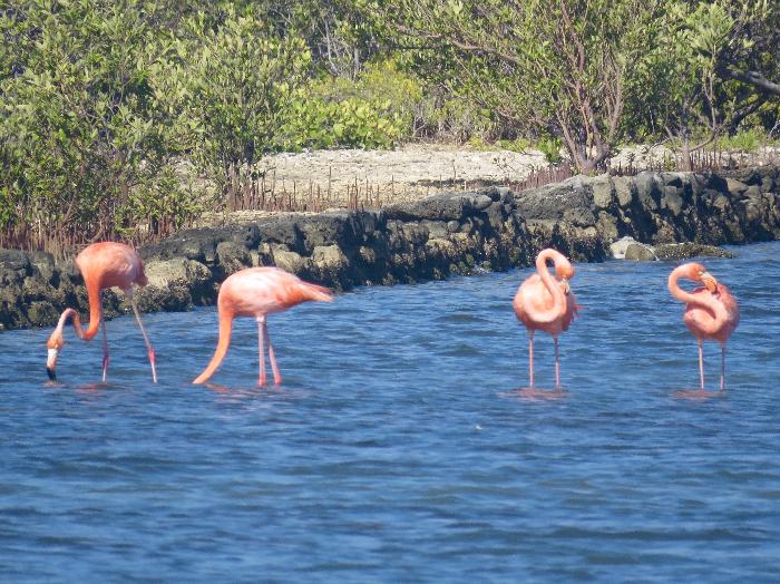 Curacao's Favorite Pink Flamingos
