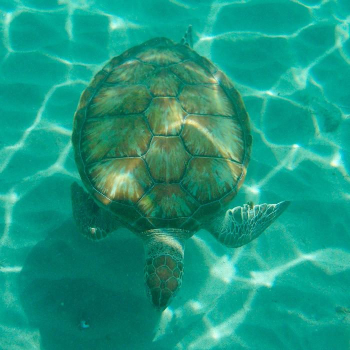 Snorkeling with Sea Turtles at Playa Piskado