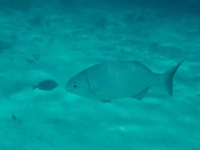 Fish Face-off in Bonaire's Marine Park