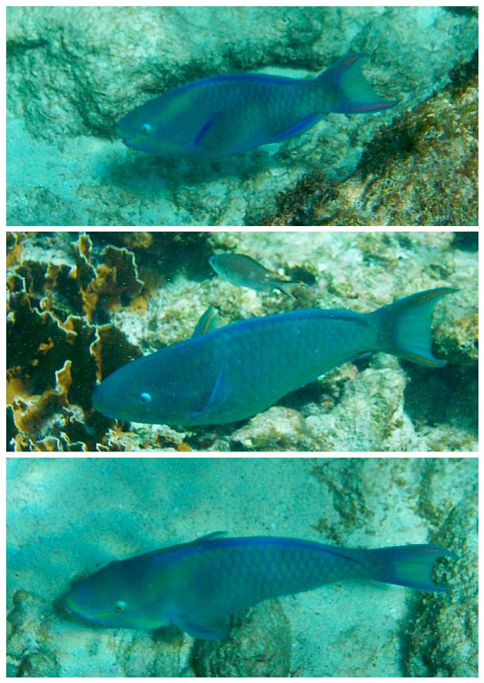 Lots of Blue Parrotfish