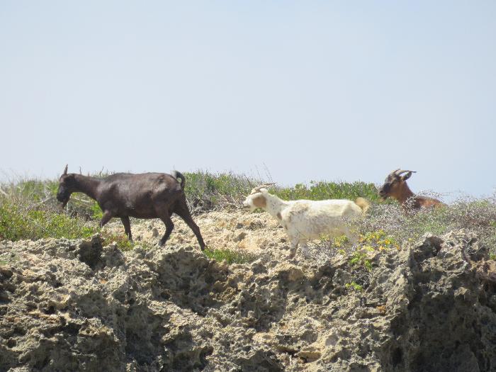 Watch for Goats at Arikok National Park