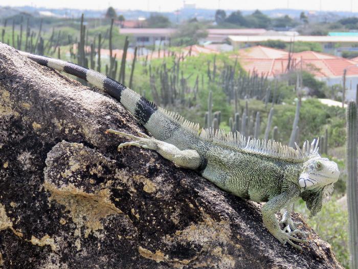 Iguana resting at Casibari Rock