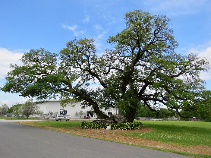 Survivor Oak in Scott, Louisiana