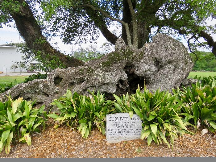 Roots and Dedication Plaque of Survivor Oak