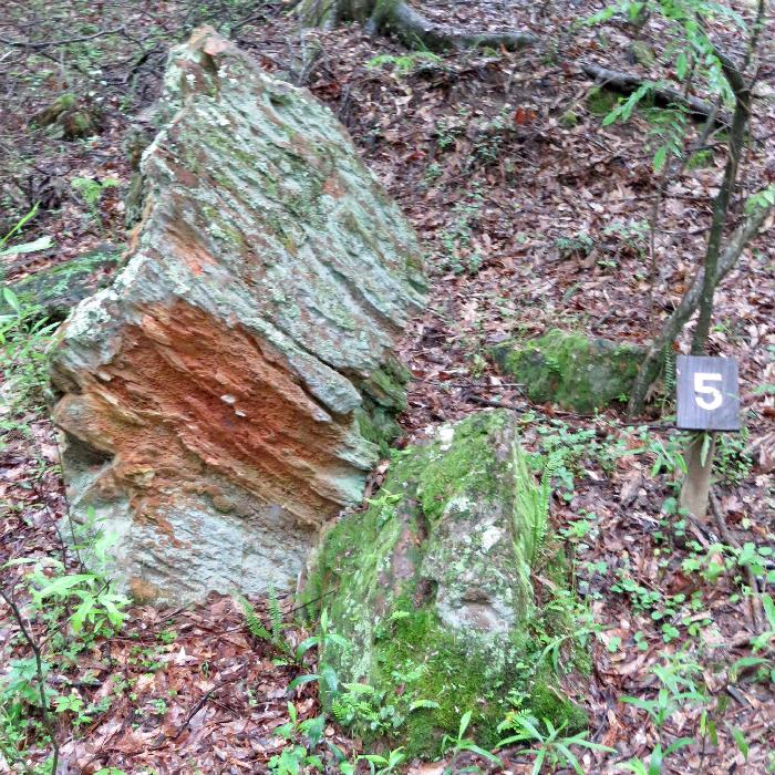 Petrified Logs originally part of a Single Tree